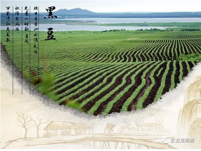 黑豆養(yǎng)生小鎮(zhèn)全國布點(diǎn)投資選址項目
