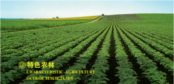 集團全力助推黑龍江大興安嶺委托招商引資，聚力將“冷資源”轉化為“熱經濟”！