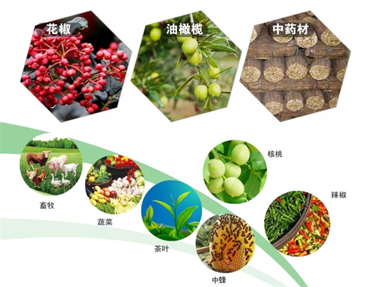 集團全力助推甘肅隴南武都區(qū)委托招商引資，將地域資源優(yōu)勢轉化為經濟發(fā)展新動能